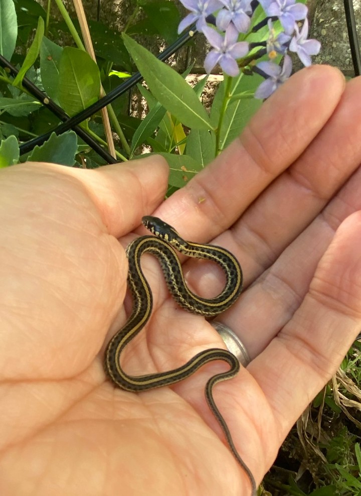 Plains Garter Snake